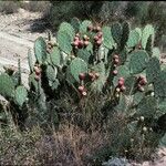 Opuntia engelmannii موطن