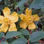 Hypericum × hidcoteenseFlor