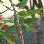 Melaleuca citrina برگ