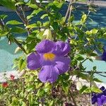 Thunbergia erecta Flower