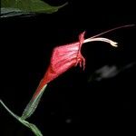Ruellia inflata Λουλούδι