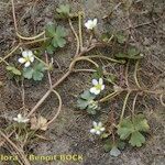 Ranunculus tripartitus Vivejo