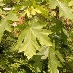 Acer macrophyllum Hoja