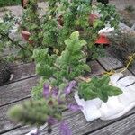 Teucrium botrys Leaf