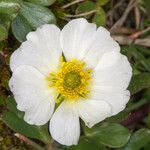 Ranunculus glacialis Flower