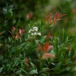 Syzygium buxifolium Blüte