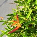 Heliconia psittacorum Lorea