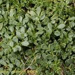Polycarpon polycarpoides Libunga