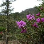 Rhododendron setosum Elinympäristö