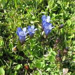 Gentiana calycosa Habit