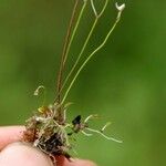 Utricularia striatula 花