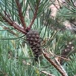 Pinus sylvestris Fruto