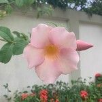 Allamanda blanchetiiFlower