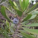 Garnieria spathulifolia Fruit