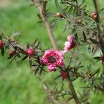 Leptospermum scoparium Květ