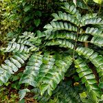 Albizia adianthifolia Dalc'h