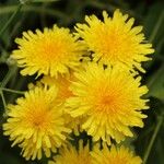 Sonchus fruticosus Fleur