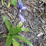 Hyacinthoides non-scriptaFlower