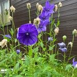 Platycodon grandiflorusFlower