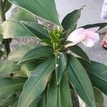 Costus guanaiensis Fleur