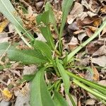 Grindelia hirsutula Lehti