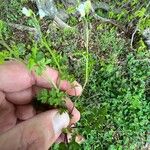 Cardamine graeca Feuille