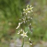 Marah fabacea Flower
