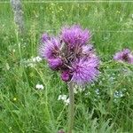 Cirsium rivulare Fula