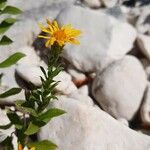 Inula spiraeifolia Flower