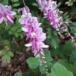 Indigofera decora 花