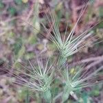 Aegilops geniculata Blüte