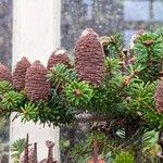 Abies koreana 果