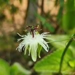 Passiflora vespertilio Květ