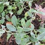 Stachys germanica Blad