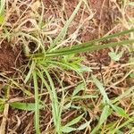 Cyperus niveus Лист