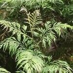 Grevillea robusta Folha