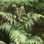 Grevillea robusta Blad