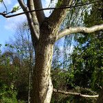 Phellodendron amurense Bark