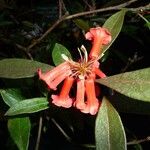 Rhododendron apoanum Flower