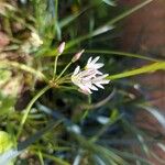 Nothoscordum gracile 花