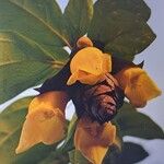 Gmelina philippensis Floare