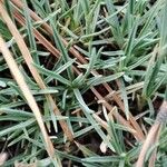 Dianthus arenarius Leaf