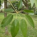 Handroanthus heptaphyllus Folha