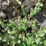 Antirrhinum molle Otro