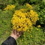 Senecio squalidusFlower