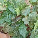 Solanum macrocarpon Frucht