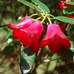 Rhododendron cerasinum 花