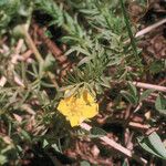 Potentilla millefolia Συνήθη χαρακτηριστικά