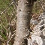 Prunus mahaleb Casca