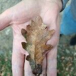 UnidentifiedLeaf